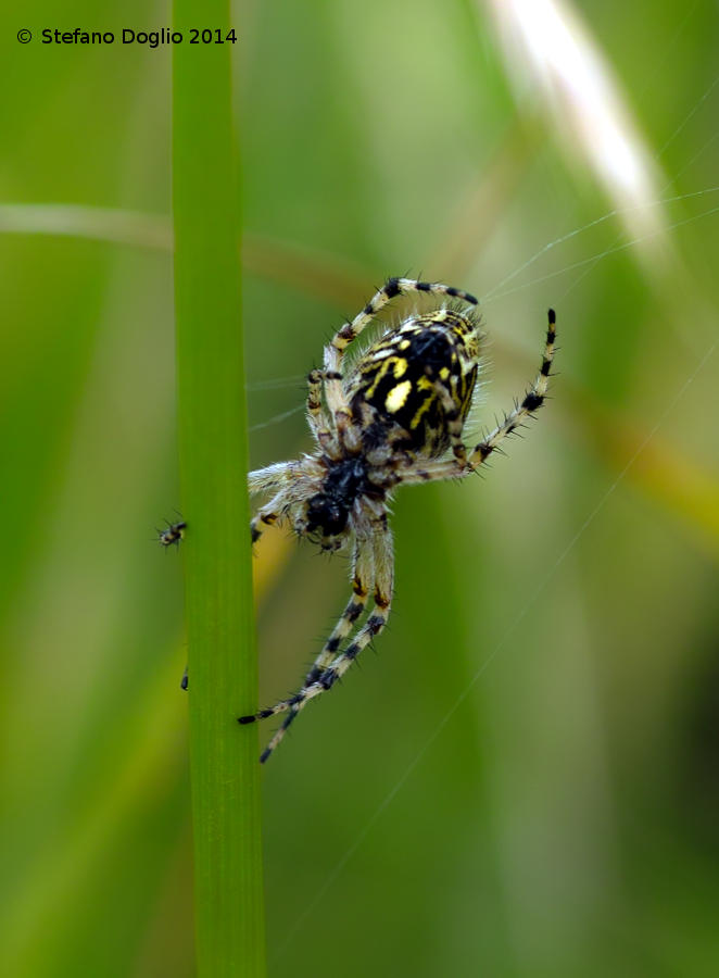 Campo Felice (AQ) - da identificare